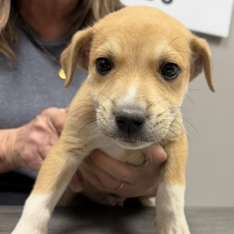 Rover, Adoptable, Puppy Male Mixed Breed.