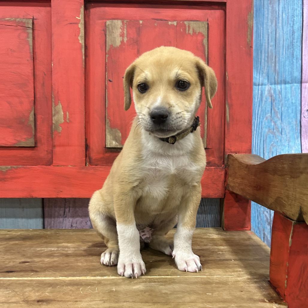 Rover, a Adoptable Mixed Breed in Midland, TX image 2/2