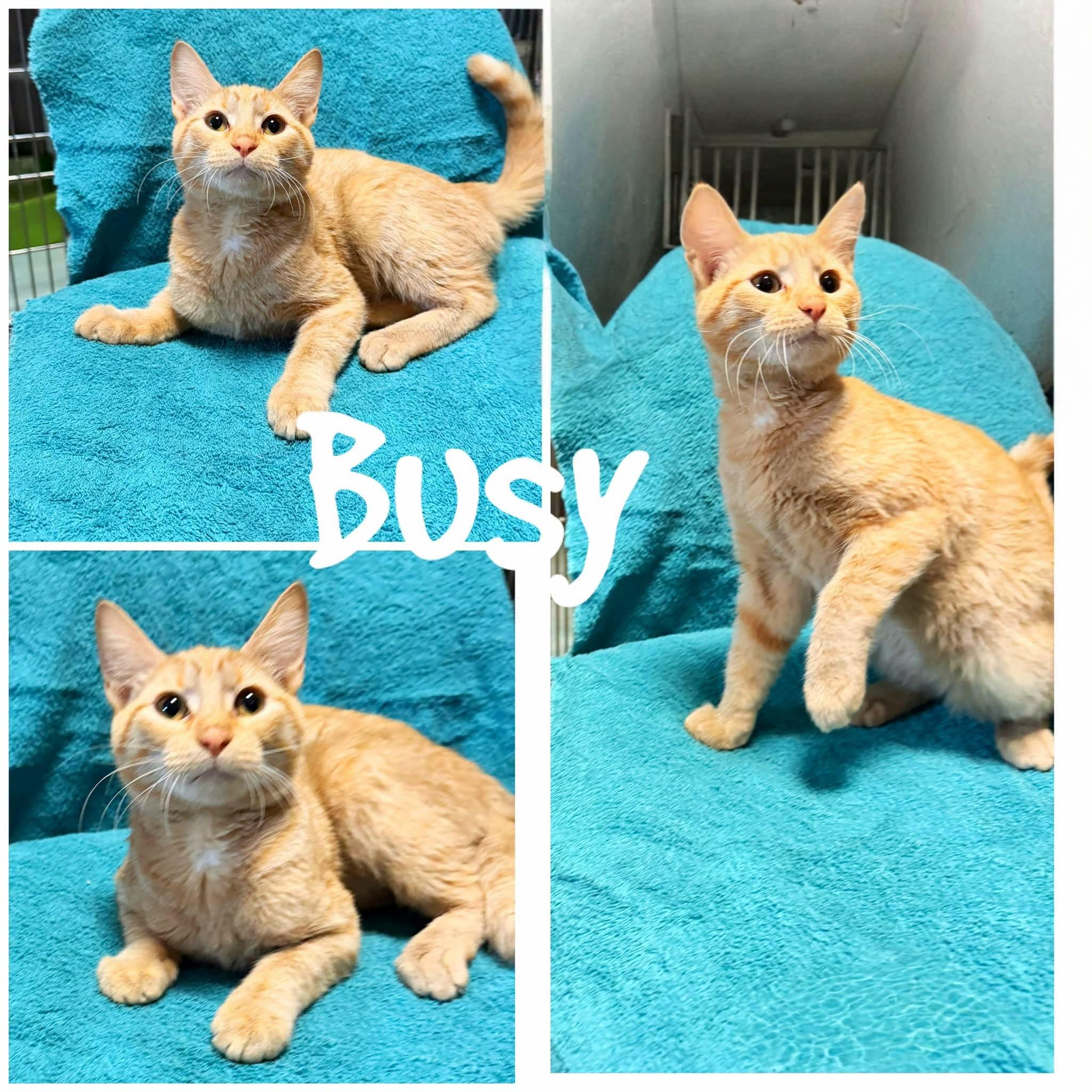 Busy, Adoptable, Young Male Domestic Short Hair.