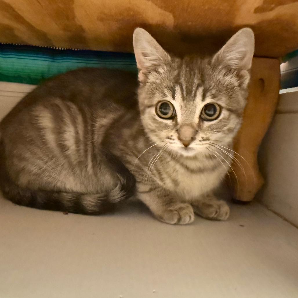 Sam Super Bubbles, a Adoptable Domestic Short Hair in Westport, CT image 1/3