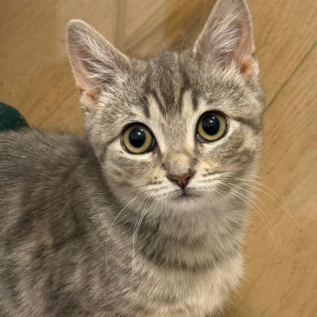 Sam Super Bubbles, a Adoptable Domestic Short Hair in Westport, CT image 2/3
