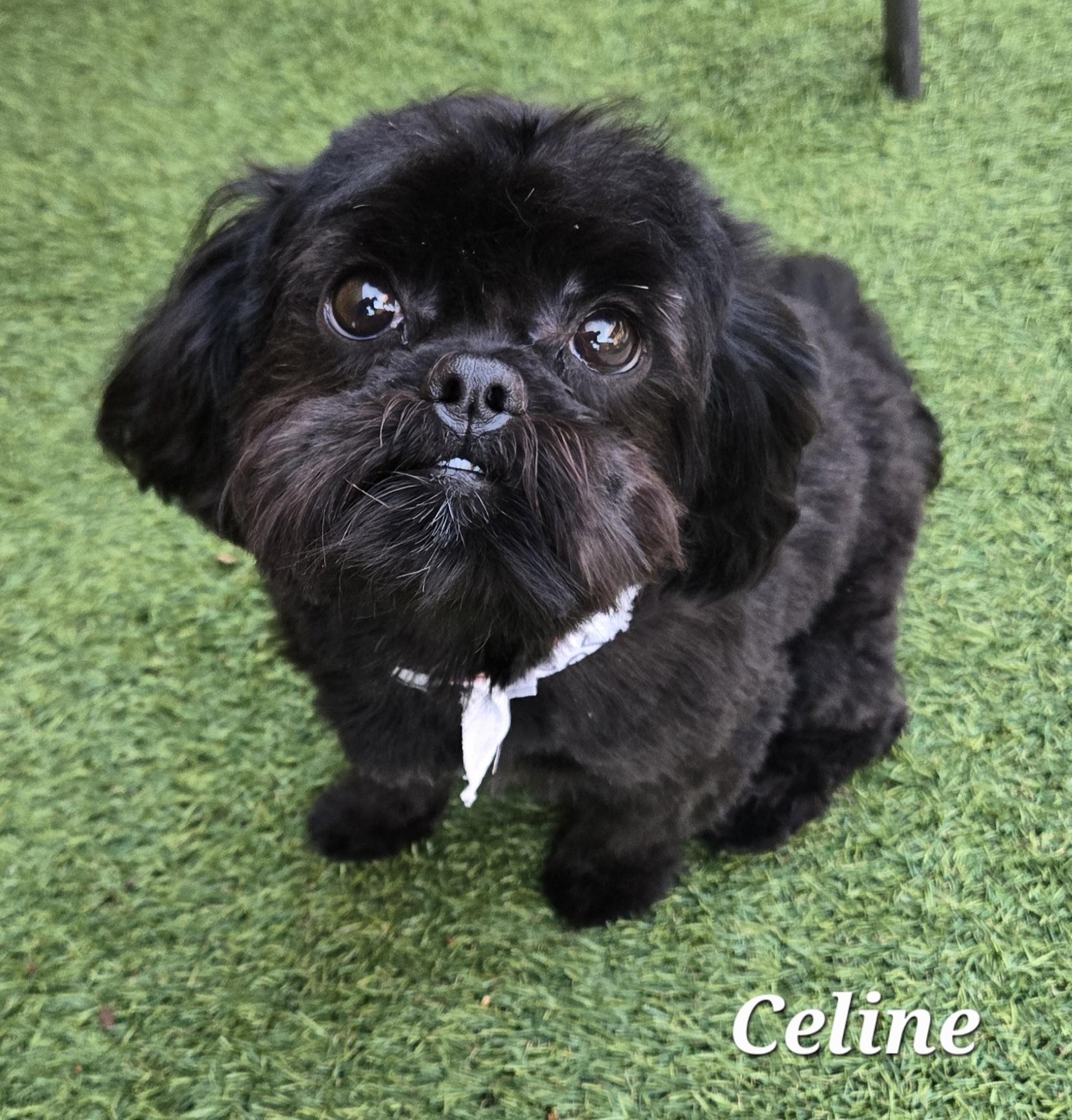 Enlarge Celine , an adopted Shih Tzu in Temple, TX image 2/4