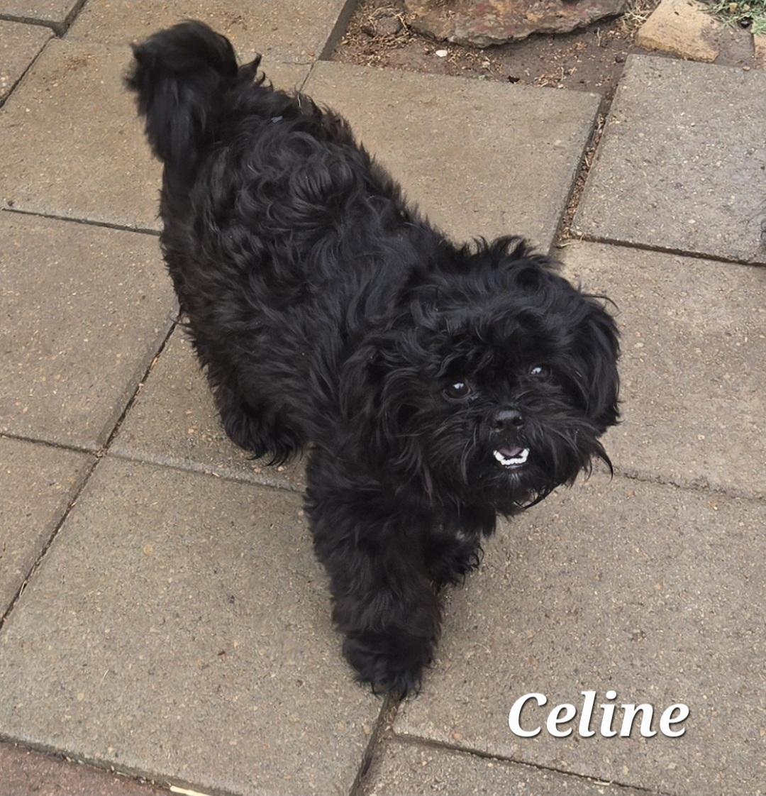 Enlarge Celine , an adopted Shih Tzu in Temple, TX image 3/4