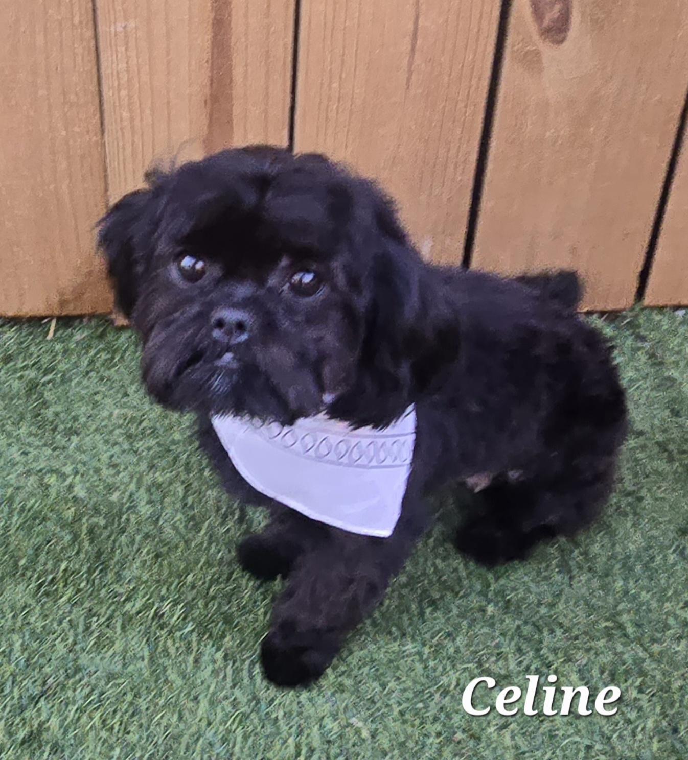 Enlarge Celine , an adopted Shih Tzu in Temple, TX image 4/4