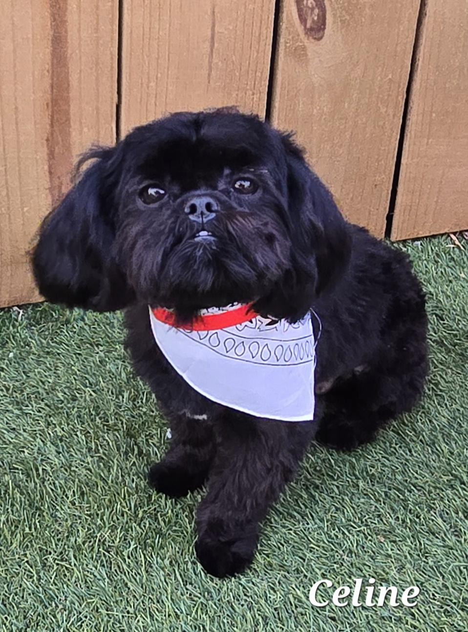 Celine , adopted, Young Female Shih Tzu.