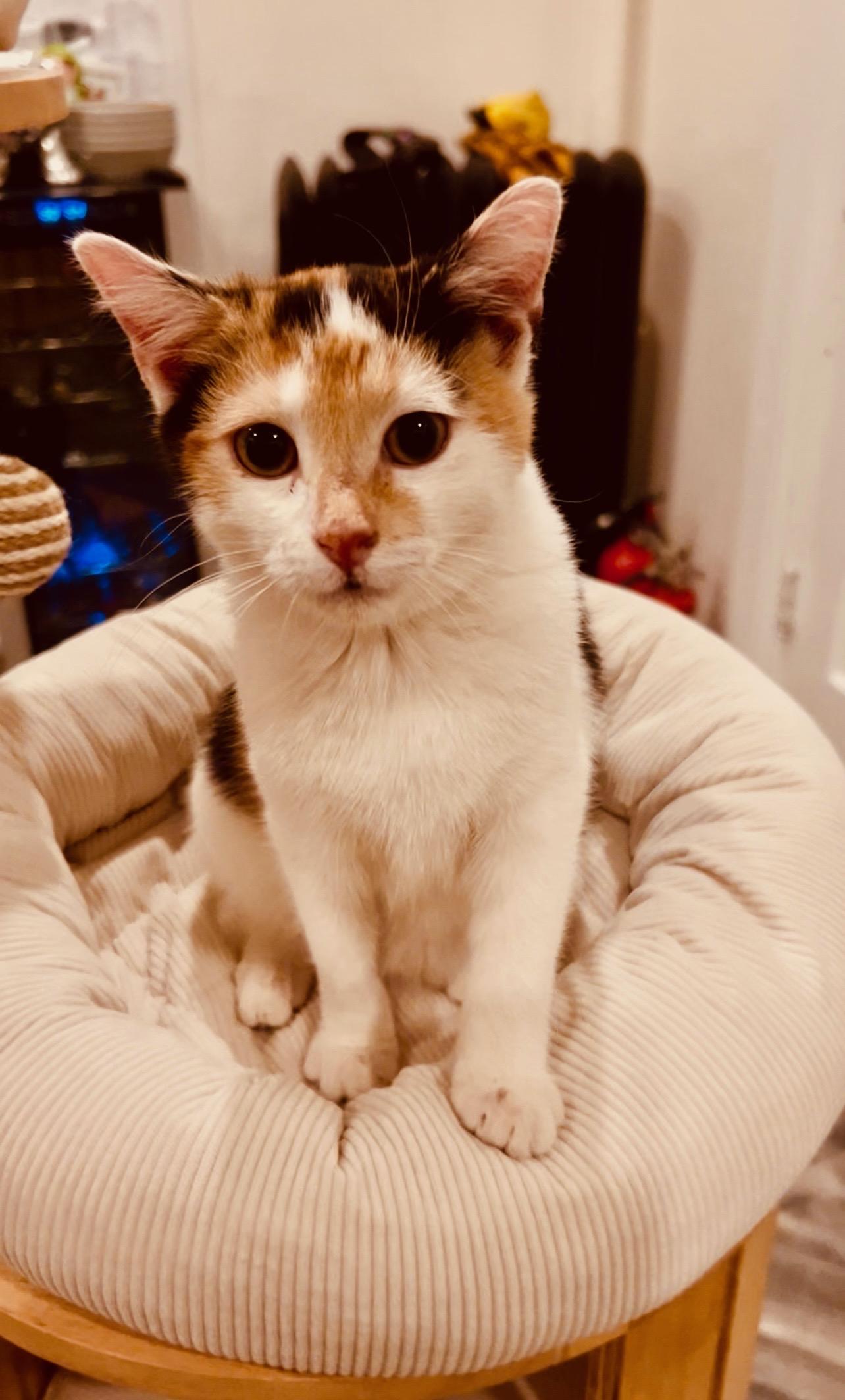 Minnie, Adoptable, Kitten Female Domestic Short Hair.