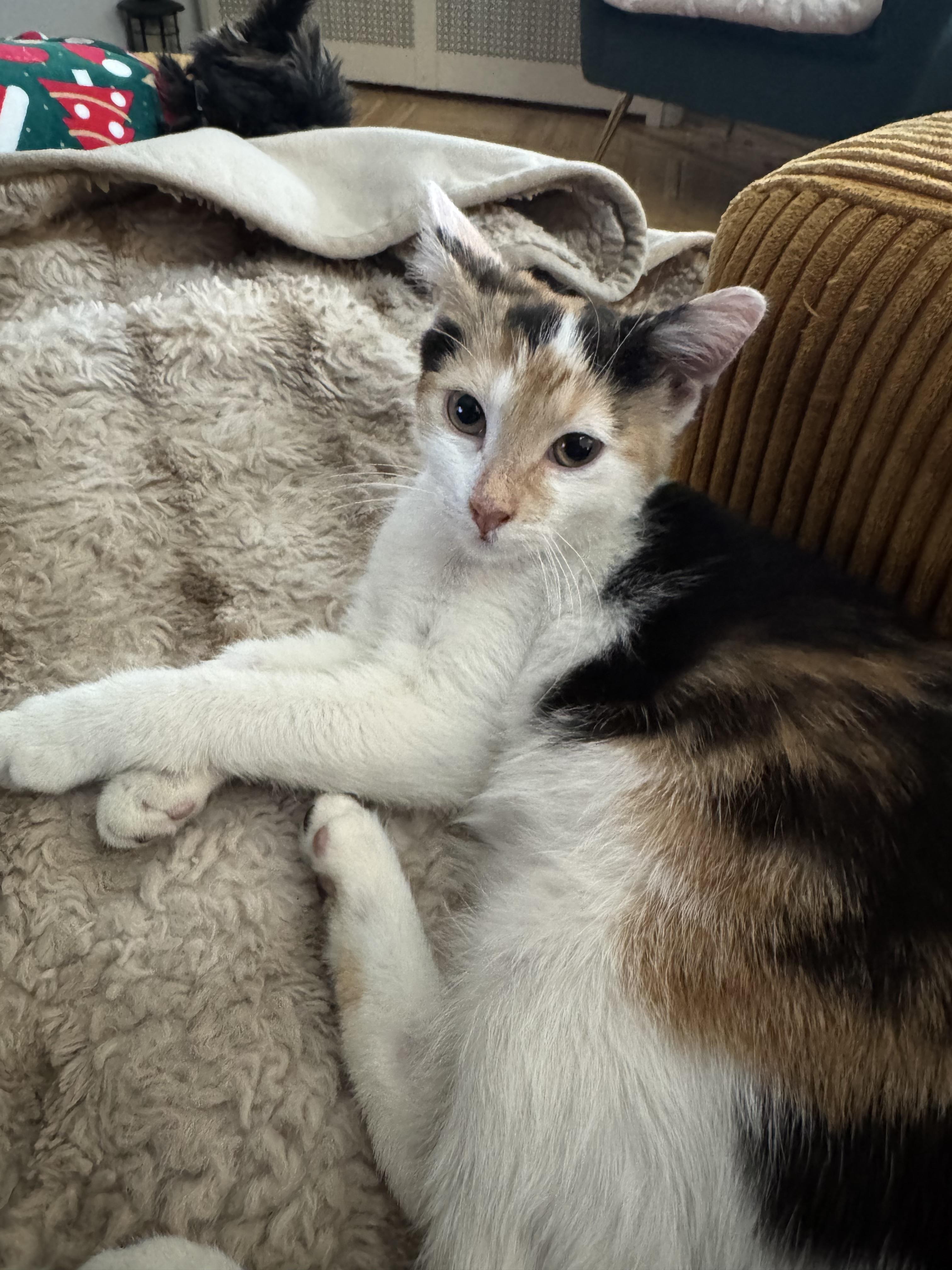 Enlarge Minnie, a Adoptable Domestic Short Hair in Jersey City, NJ image 3/6