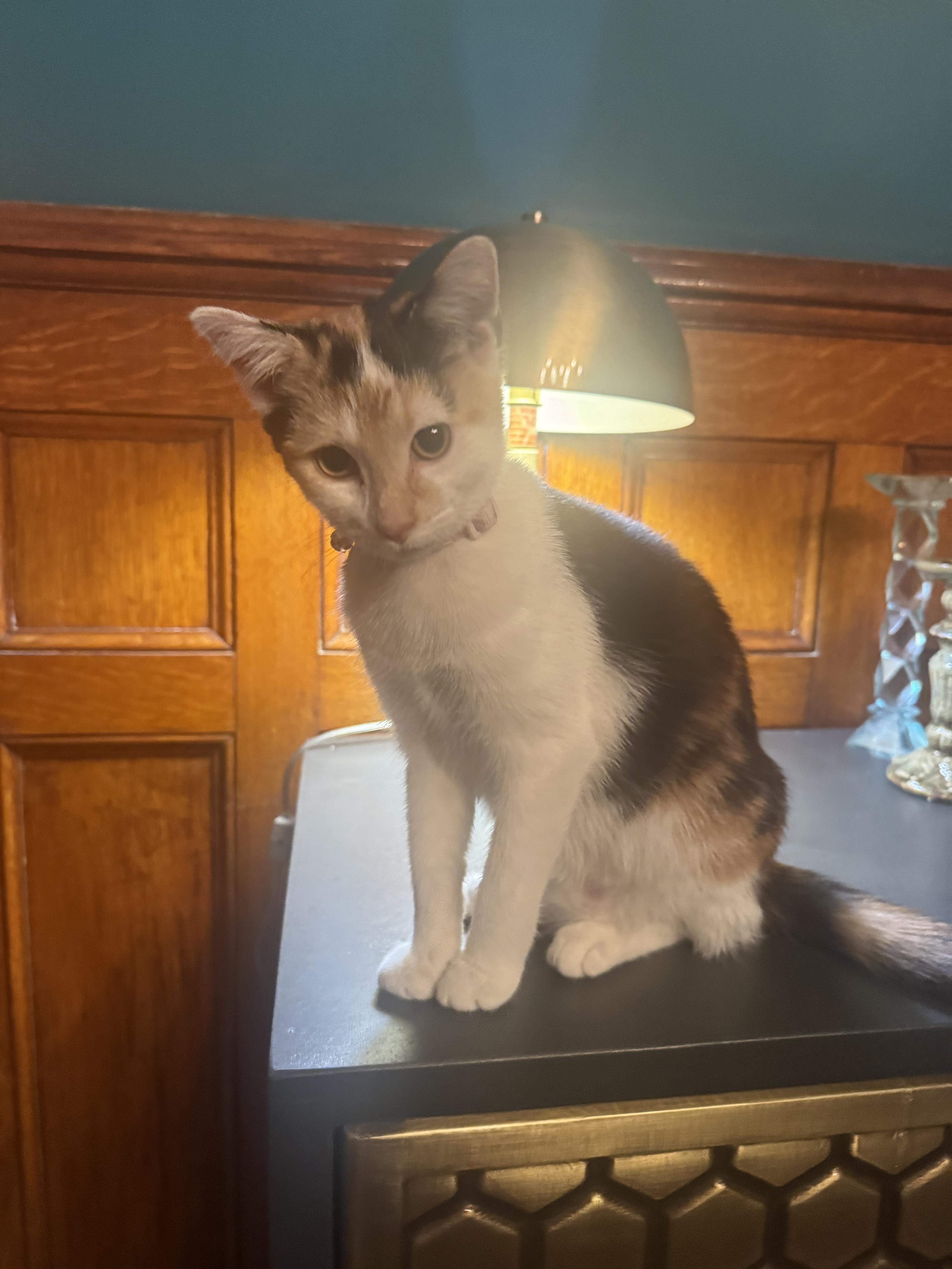 Enlarge Minnie, a Adoptable Domestic Short Hair in Jersey City, NJ image 4/6