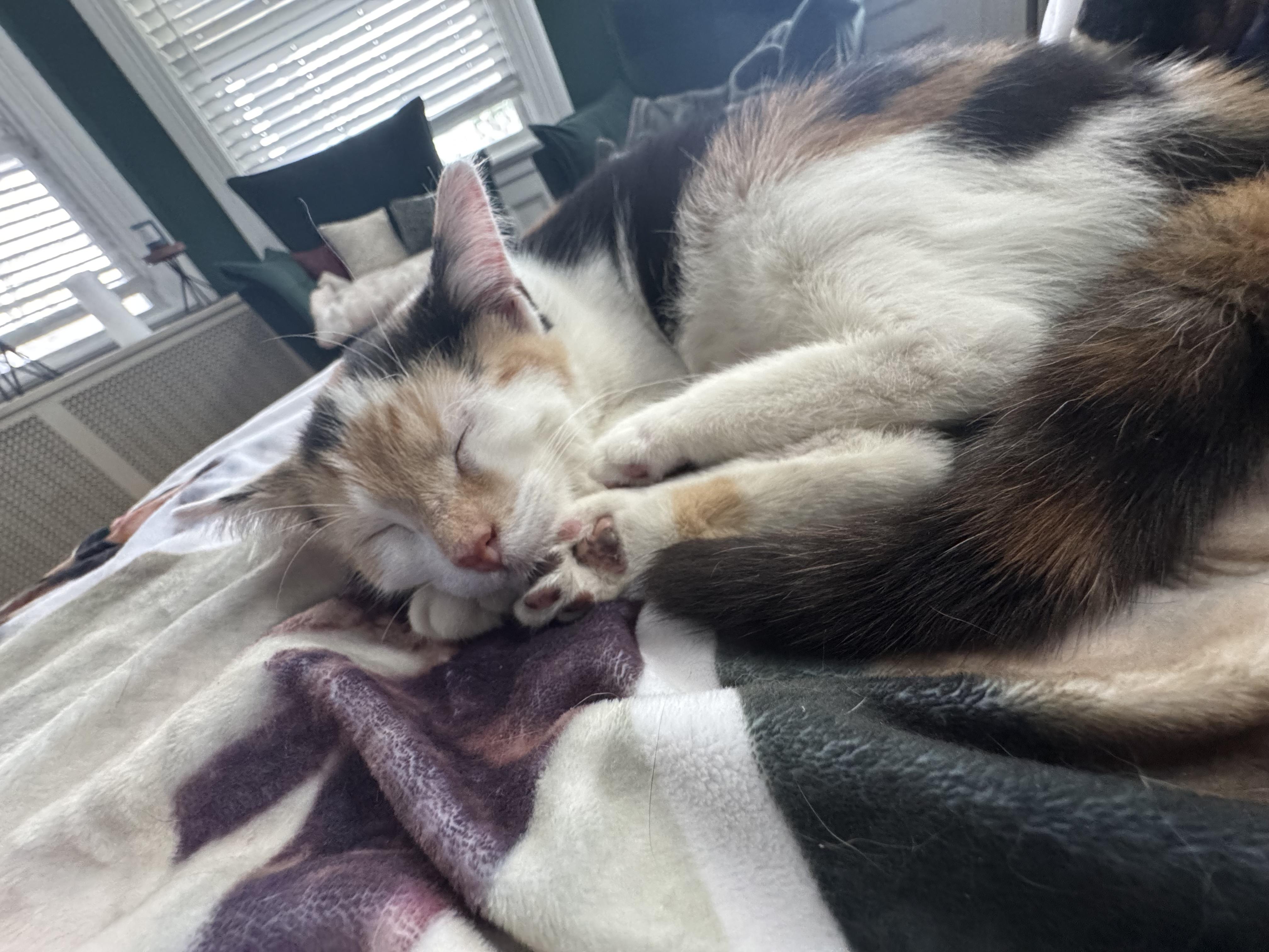 Enlarge Minnie, a Adoptable Domestic Short Hair in Jersey City, NJ image 5/6