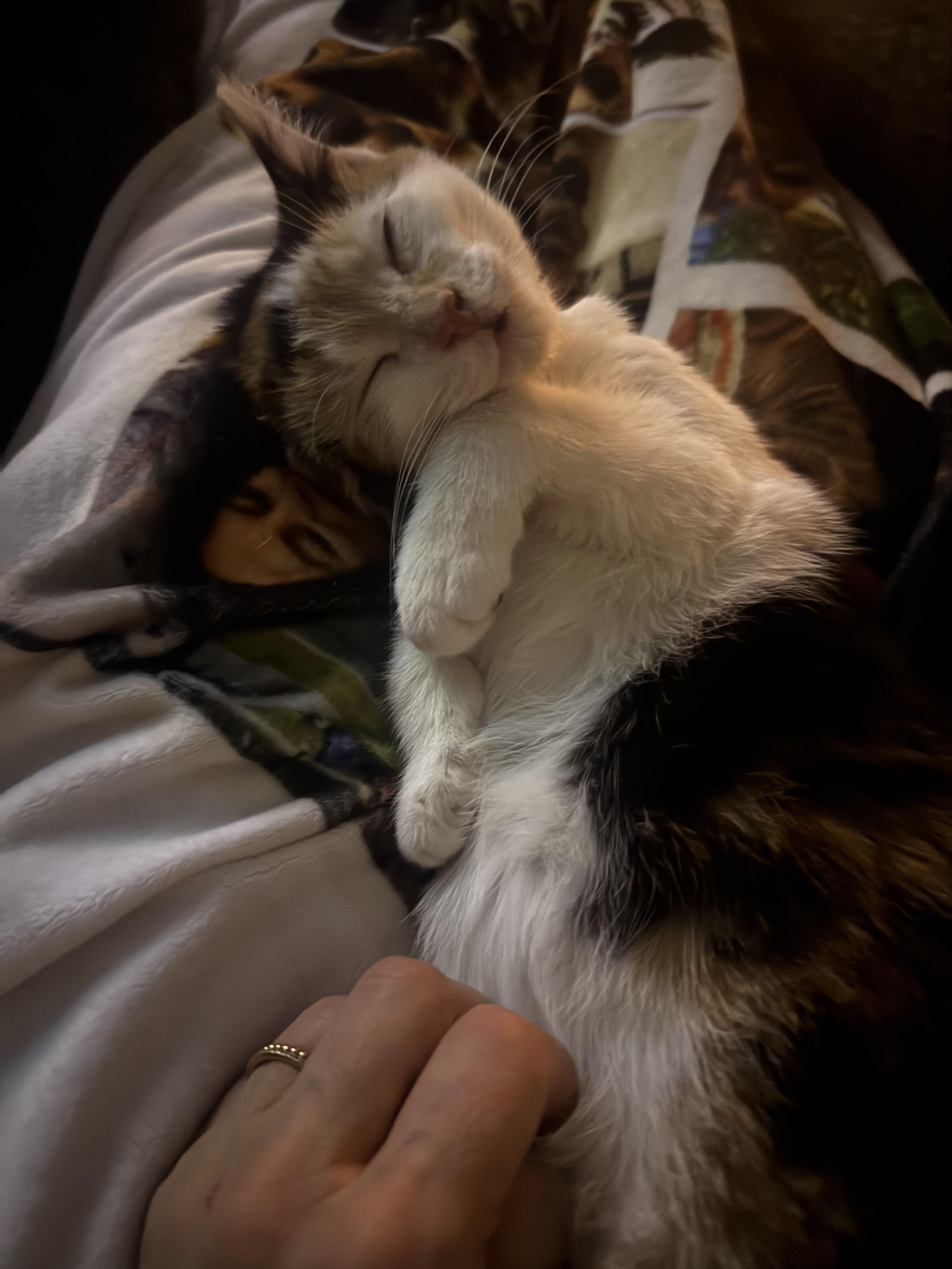 Enlarge Minnie, a Adoptable Domestic Short Hair in Jersey City, NJ image 6/6