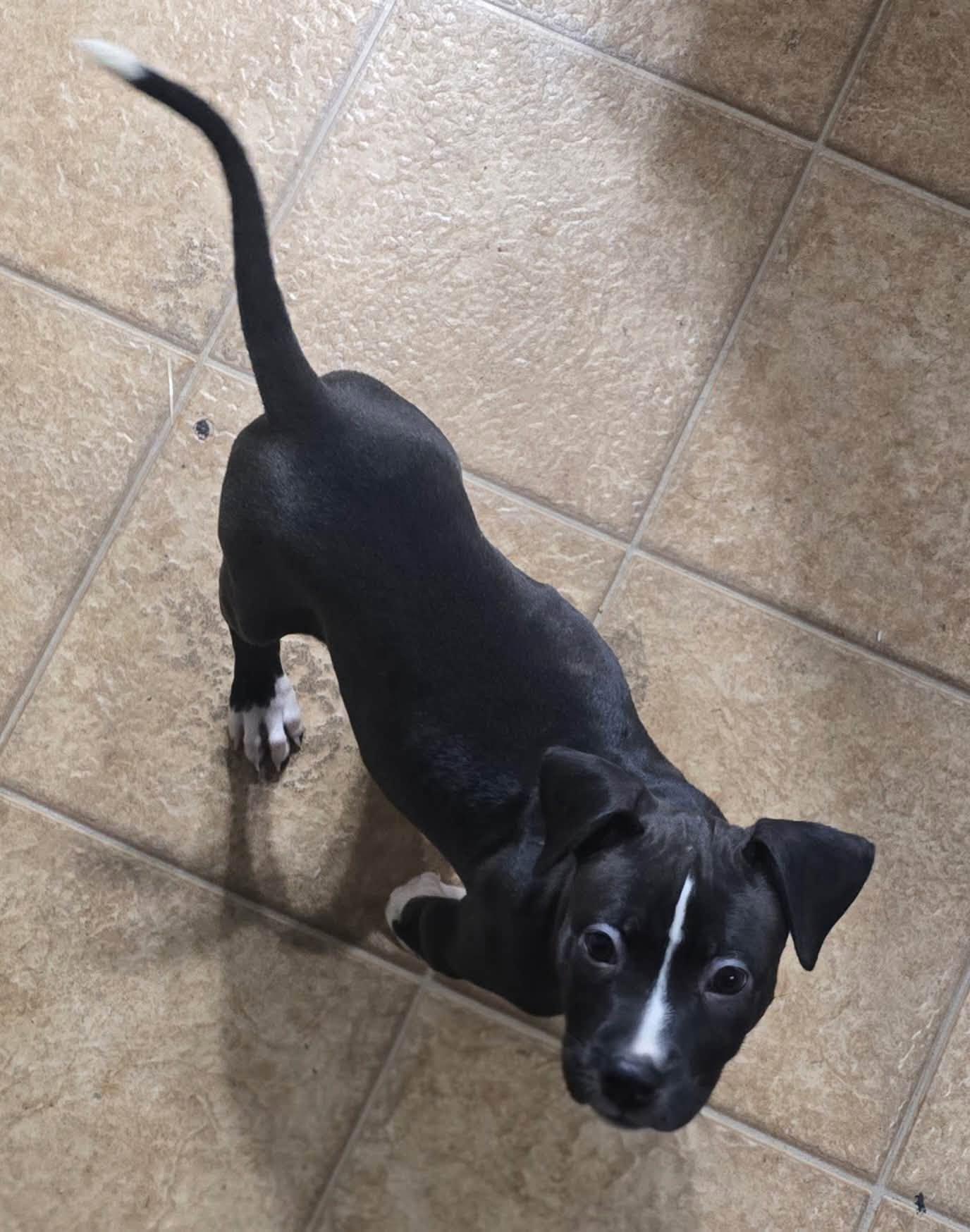 Cutie Pie, ADOPTABLE, Young Female Pit Bull Terrier.