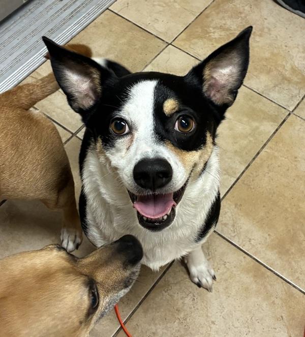 Enlarge Rocky, a Adoptable mixed breed in Troutdale, OR image 1/1