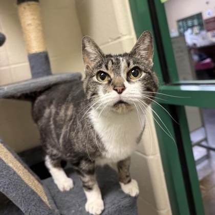 Tooky, Adopted, Adult Female Domestic Medium Hair.