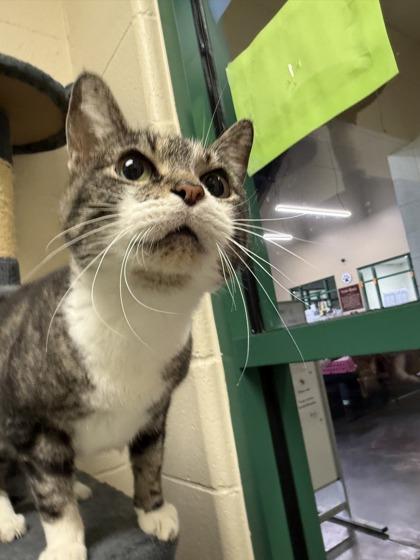 Enlarge Tooky, a Adopted Domestic Medium Hair in Springfield, MO image 2/3