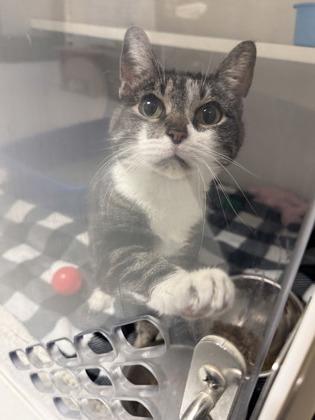 Enlarge Tooky, a Adopted Domestic Medium Hair in Springfield, MO image 3/3