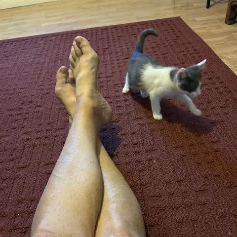 Lexie, Adoptable, Kitten Female Domestic Short Hair.