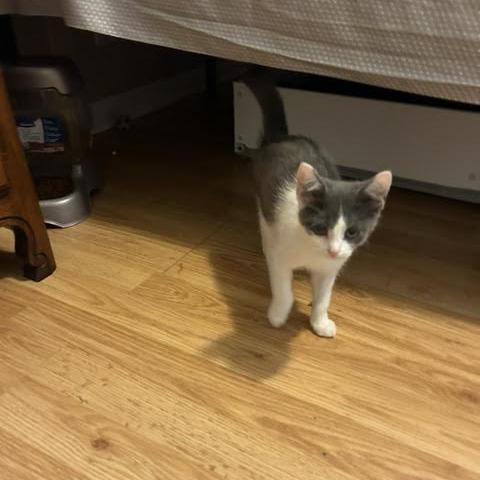 Enlarge Lexie, a Adoptable Domestic Short Hair in Madison, WI image 2/4