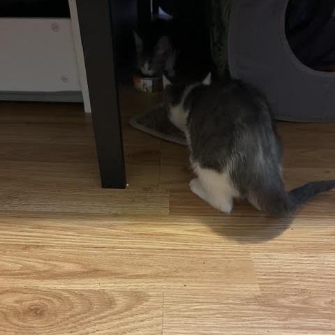 Enlarge Lexie, a Adoptable Domestic Short Hair in Madison, WI image 3/4