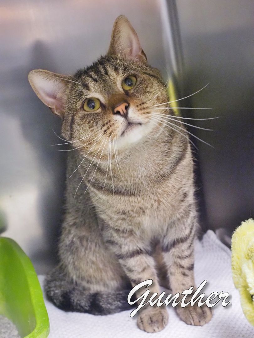 Gunther, a Adoptable Tiger in Cape May Court House, NJ image 1/3