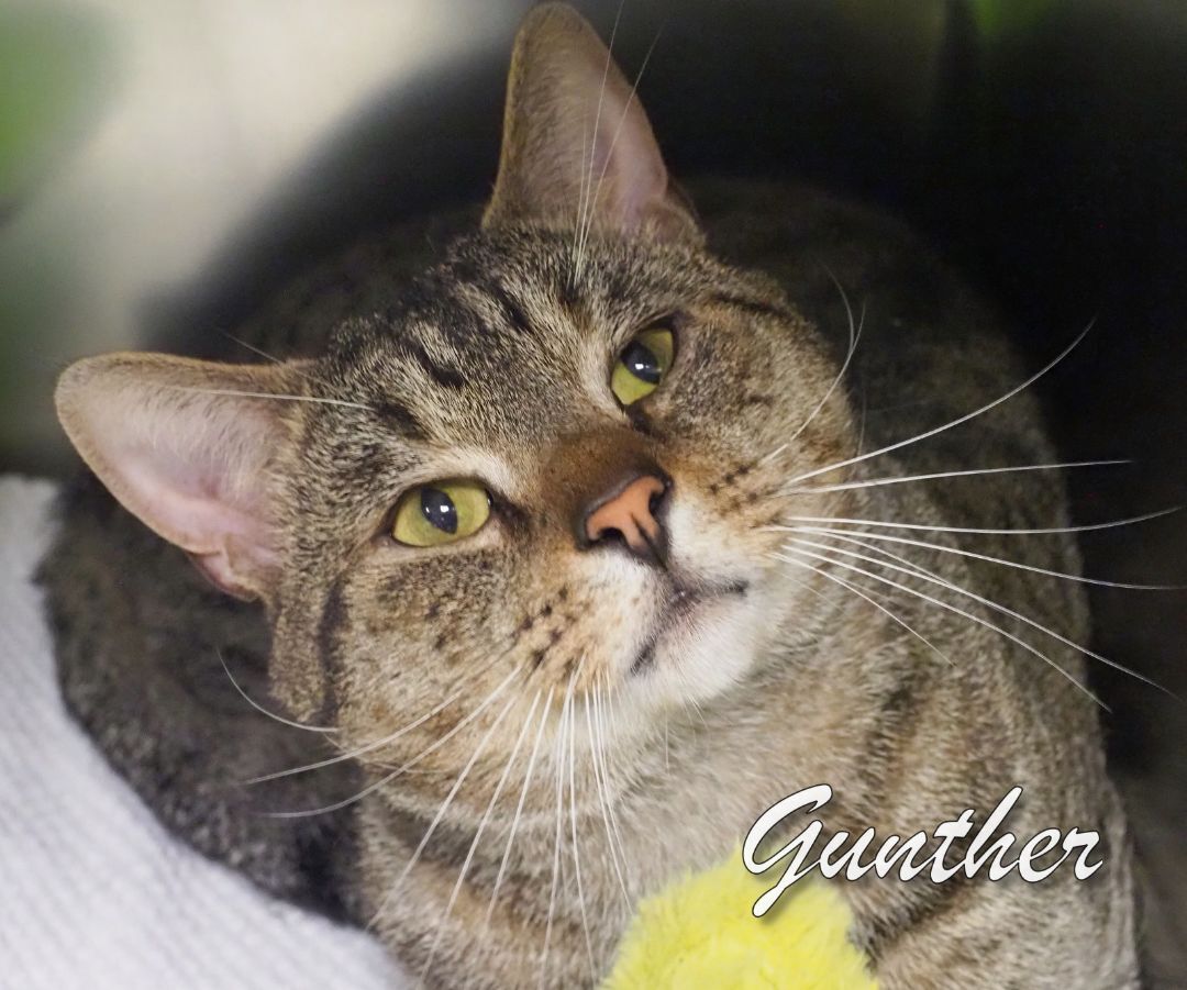 Gunther, a Adoptable Tiger in Cape May Court House, NJ image 3/3