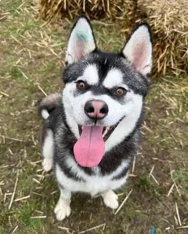 Enlarge Kiwi OHD-247-25, a Adoptable Husky in Coupeville, WA image 2/5