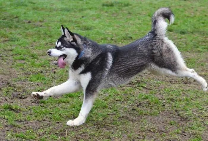 Enlarge Kiwi OHD-247-25, a Adoptable Husky in Coupeville, WA image 3/5