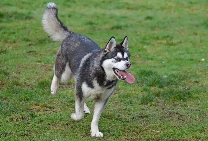 Enlarge Kiwi OHD-247-25, a Adoptable Husky in Coupeville, WA image 4/5