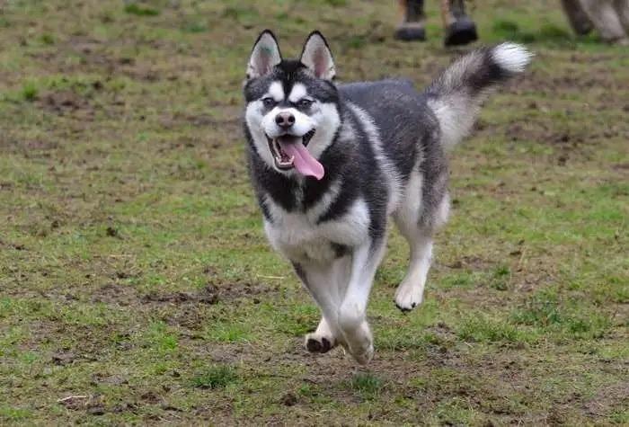 Enlarge Kiwi OHD-247-25, a Adoptable Husky in Coupeville, WA image 5/5