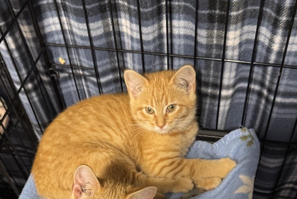 Jill, Adoptable, Kitten Female Domestic Short Hair.