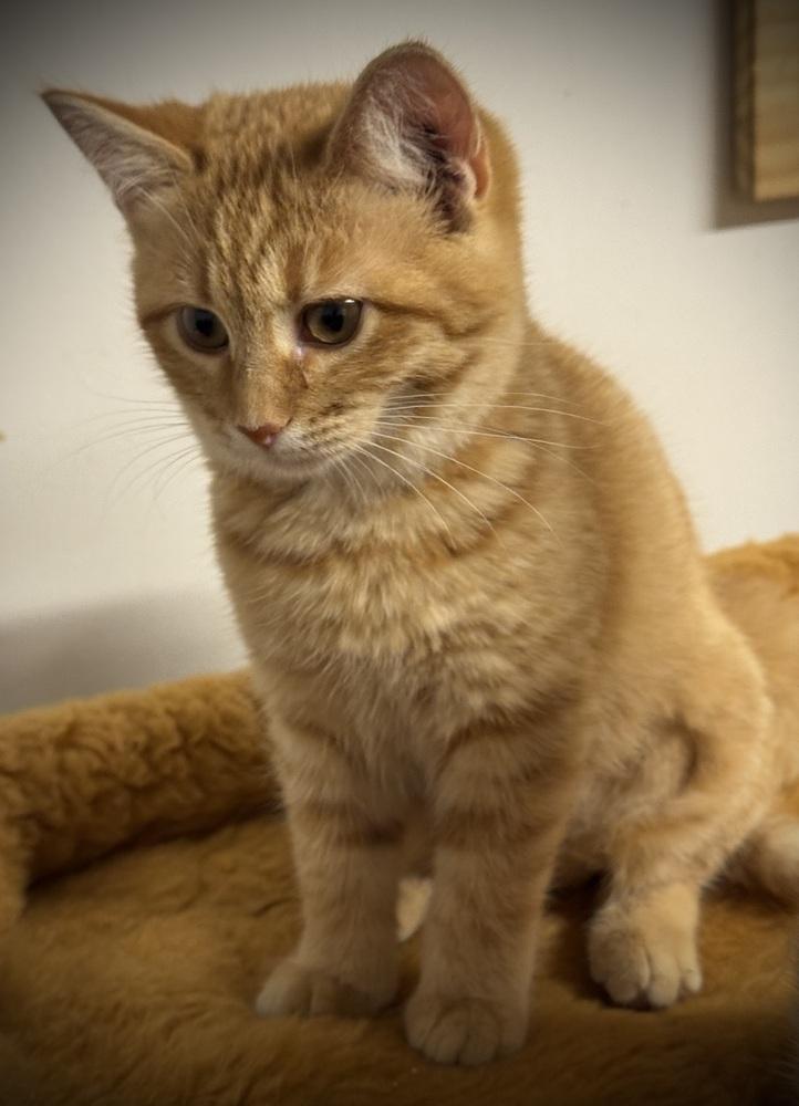 Enlarge Jill, a Adoptable mixed breed in Jackson, GA image 2/5