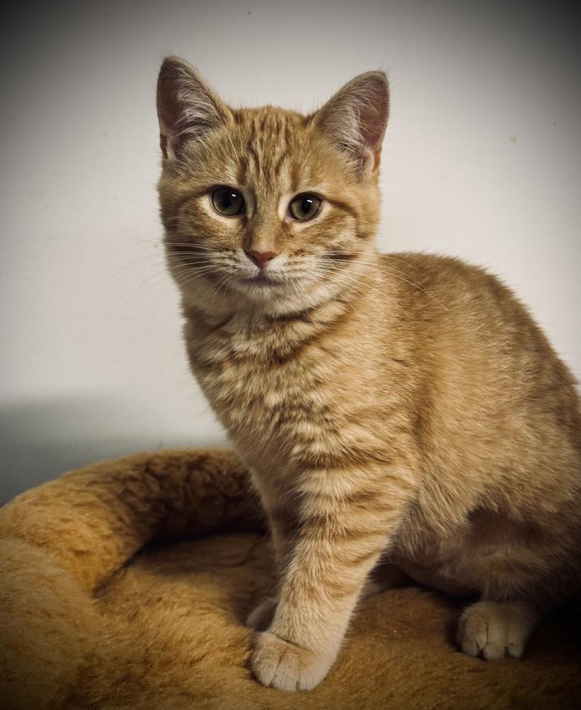 Enlarge Jill, a Adoptable mixed breed in Jackson, GA image 3/5