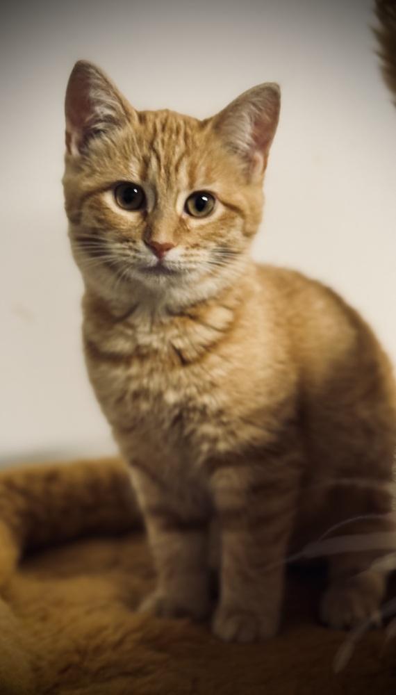 Enlarge Jill, a Adoptable mixed breed in Jackson, GA image 4/5