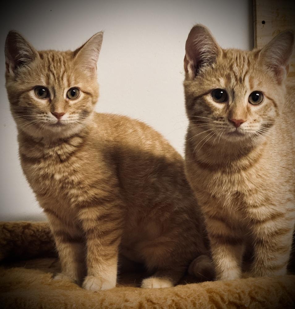 Enlarge Jill, a Adoptable mixed breed in Jackson, GA image 5/5