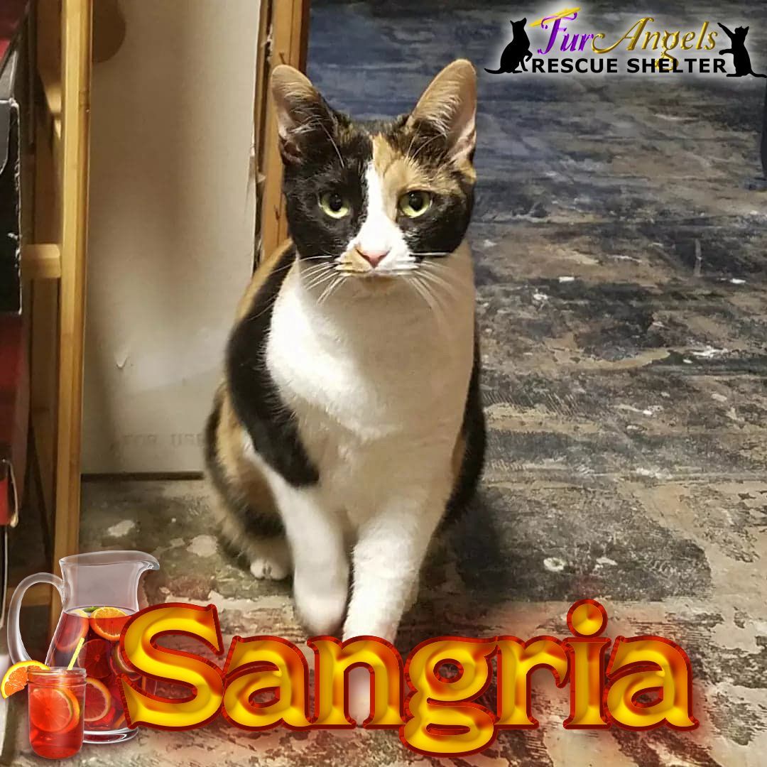 Sangria, a Adoptable American Bobtail in Toledo, OH image 1/6