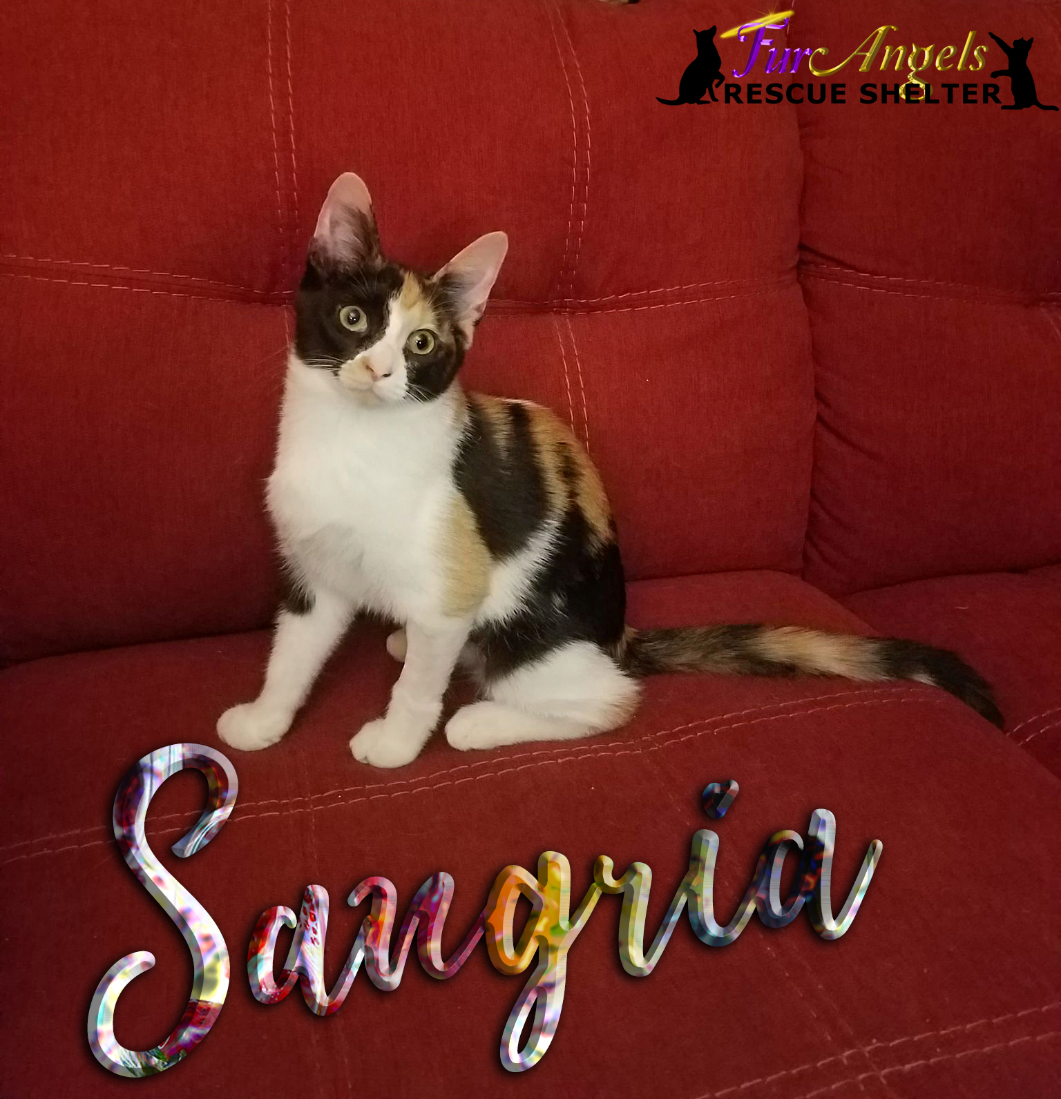 Sangria, a Adoptable American Bobtail in Toledo, OH image 2/6