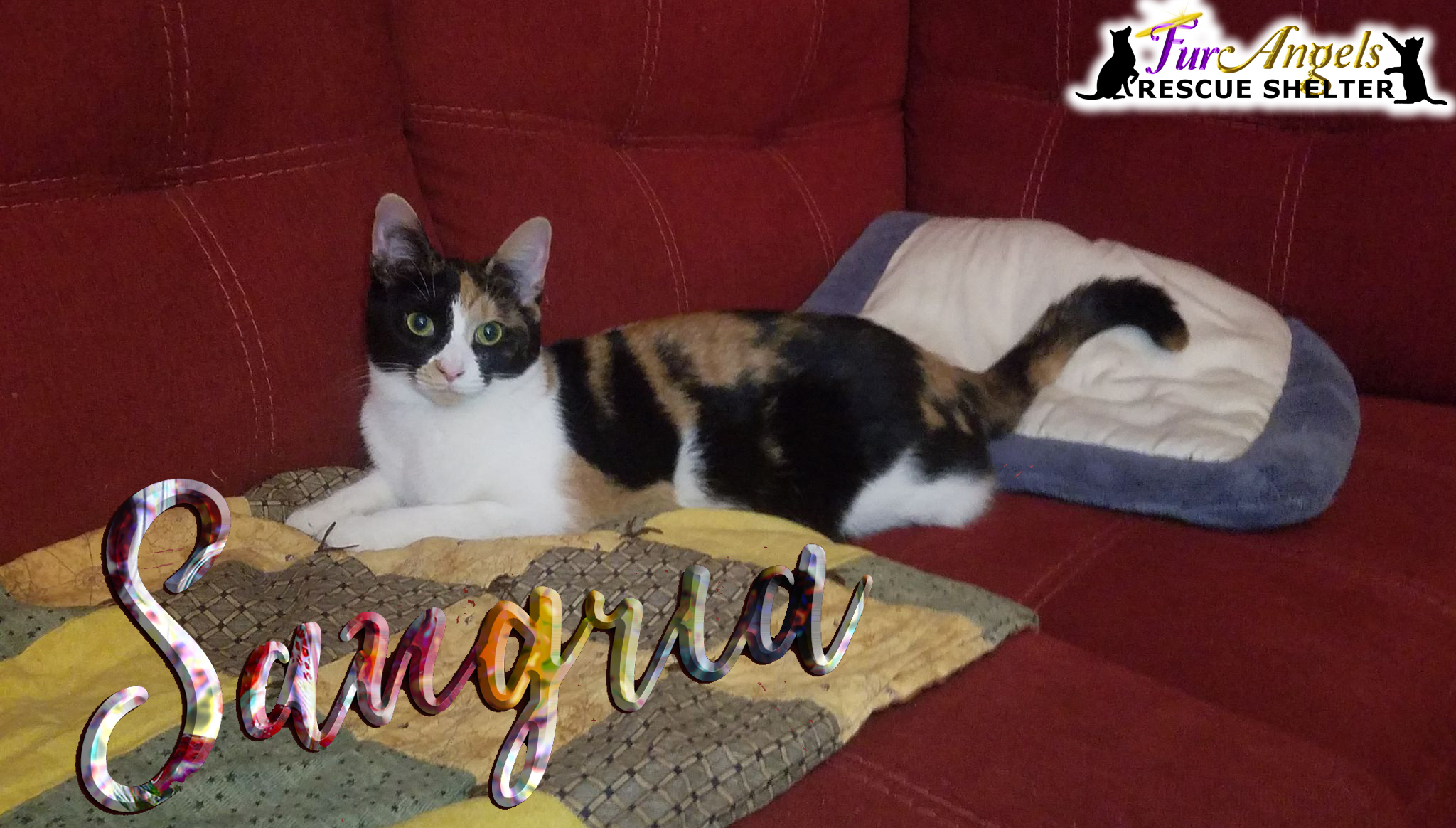 Sangria, a Adoptable American Bobtail in Toledo, OH image 3/6