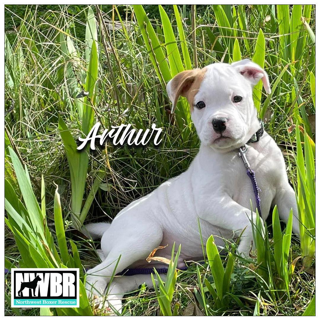 Enlarge Arthur, a Adopted Boxer in McMinnville, OR image 1/3