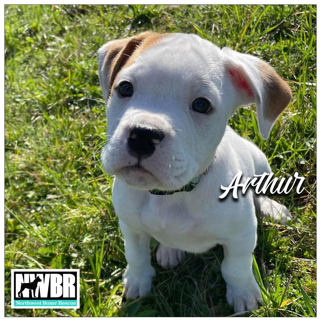 Enlarge Arthur, a Adopted Boxer in McMinnville, OR image 2/3