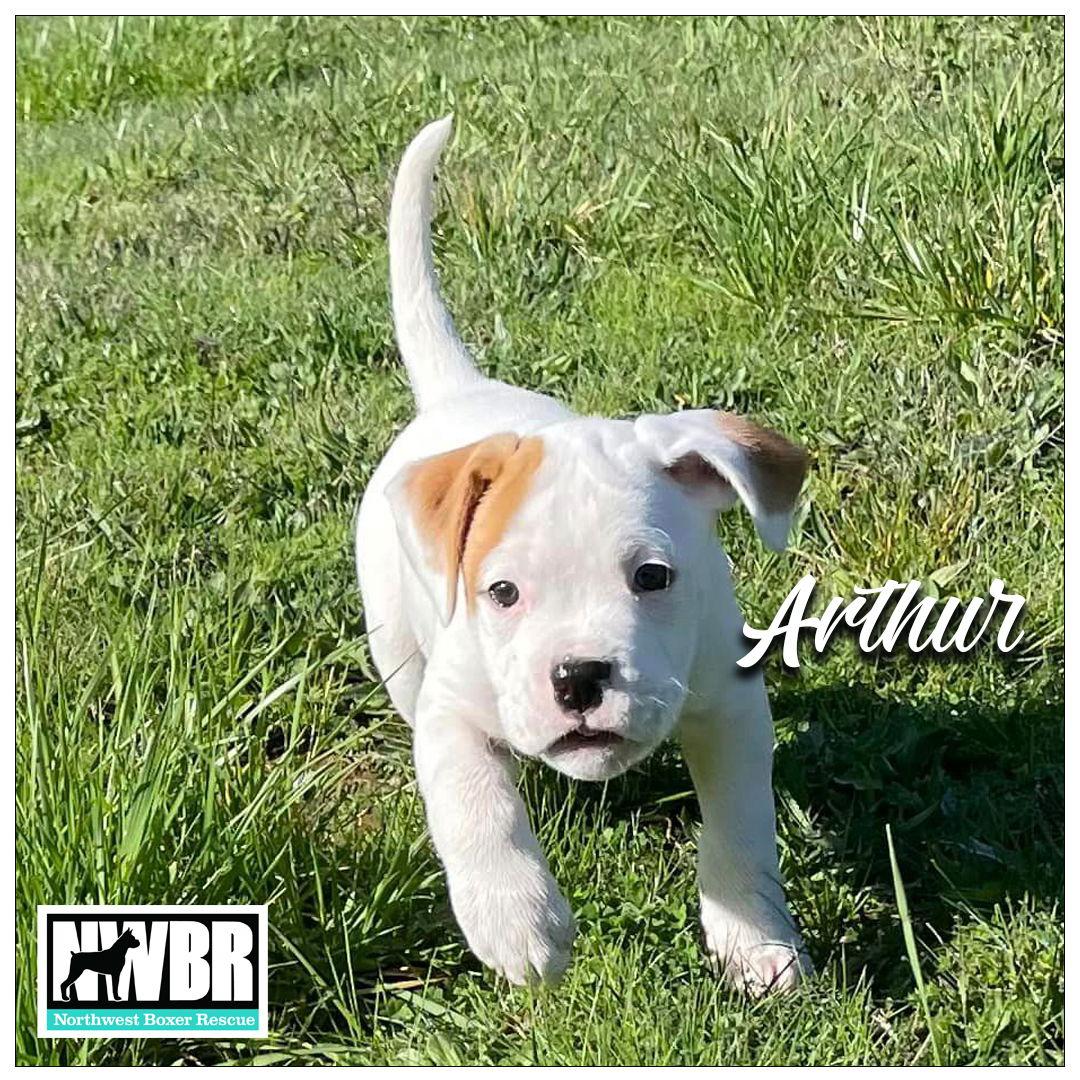 Enlarge Arthur, a Adopted Boxer in McMinnville, OR image 3/3