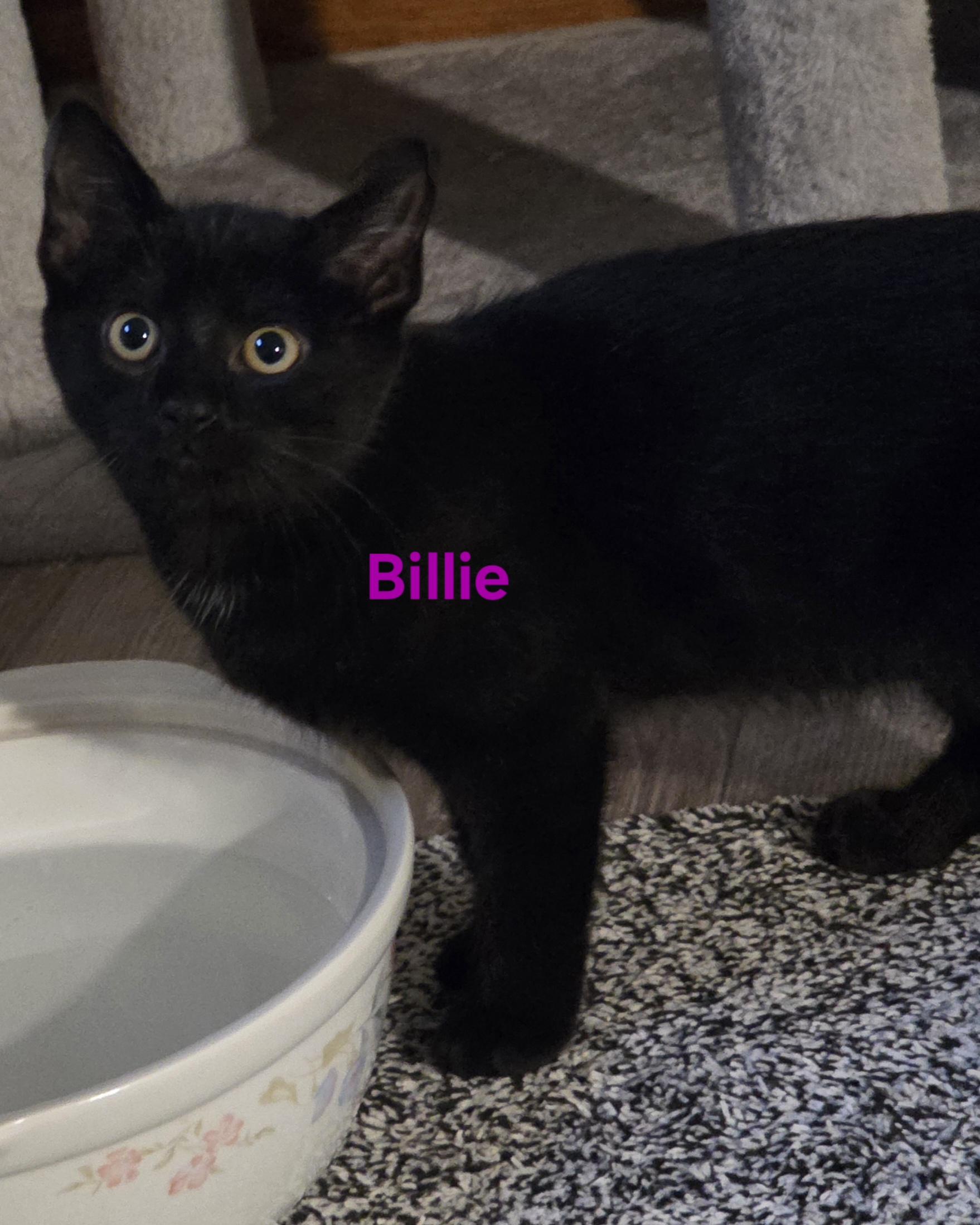 Billie, a ADOPTABLE Domestic Short Hair in Jamesville, NY image 1/5