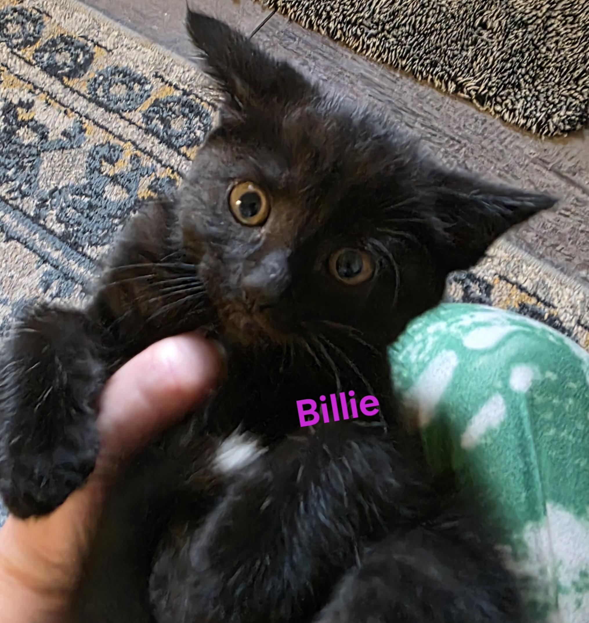 Billie, a ADOPTABLE Domestic Short Hair in Jamesville, NY image 3/5