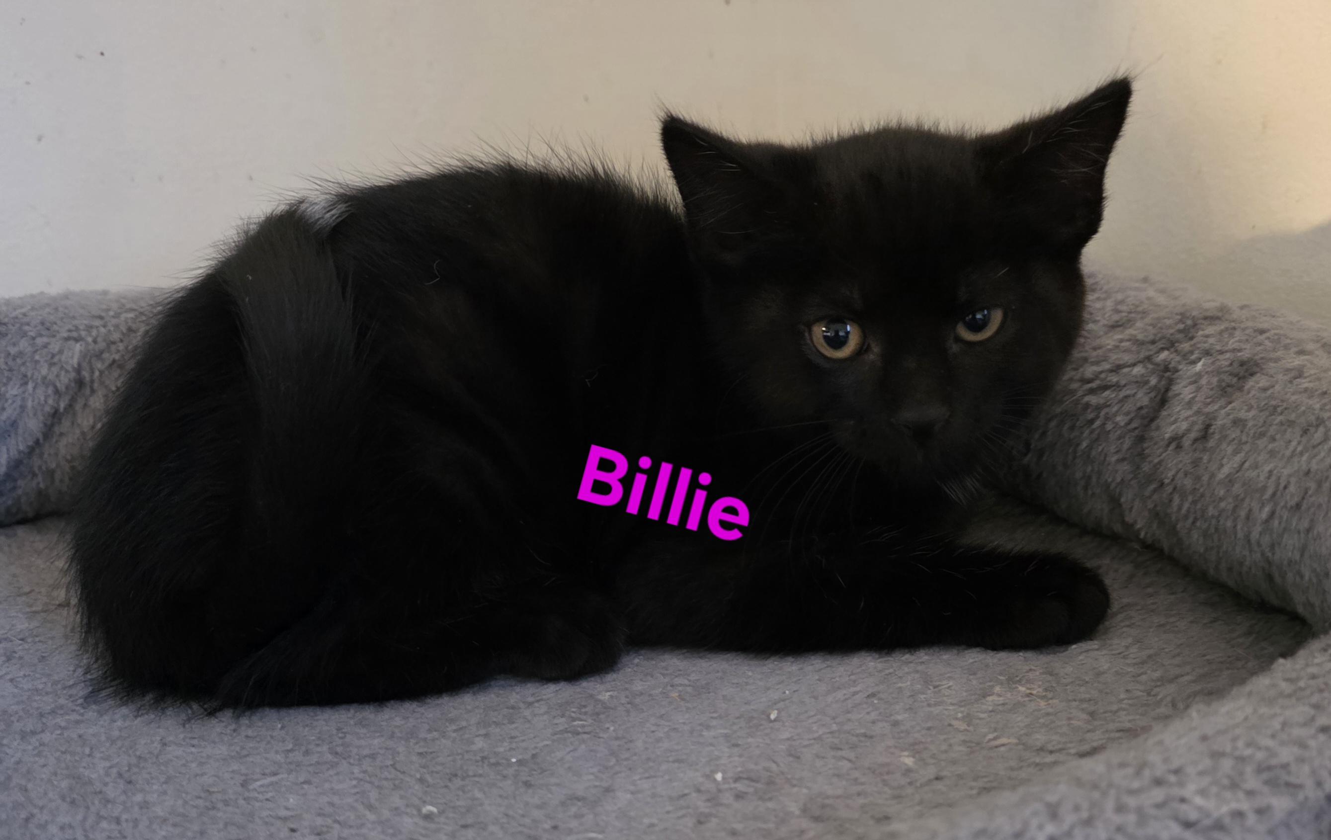 Billie, a ADOPTABLE Domestic Short Hair in Jamesville, NY image 2/5