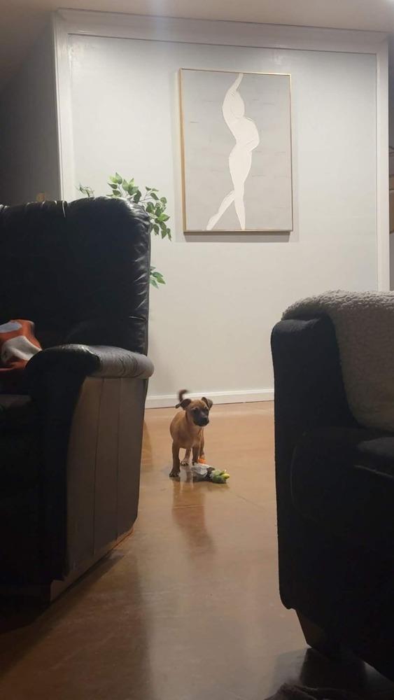 Lauren, Adoptable, Puppy Female Terrier & Dachshund.