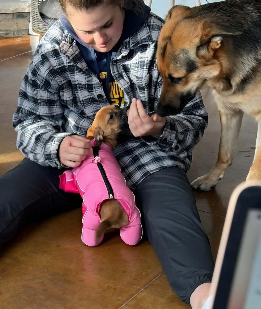 Enlarge Lauren, a Adoptable mixed breed in Plymouth, MN image 1/5