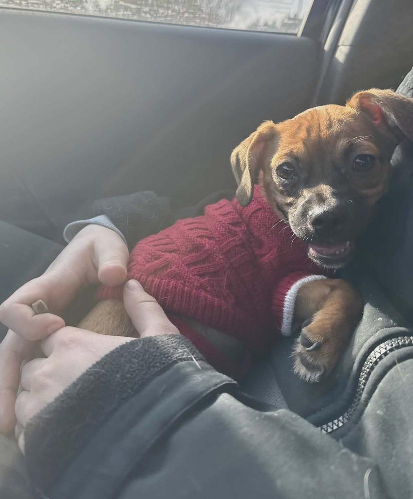 Enlarge Lauren, a Adoptable mixed breed in Plymouth, MN image 2/5