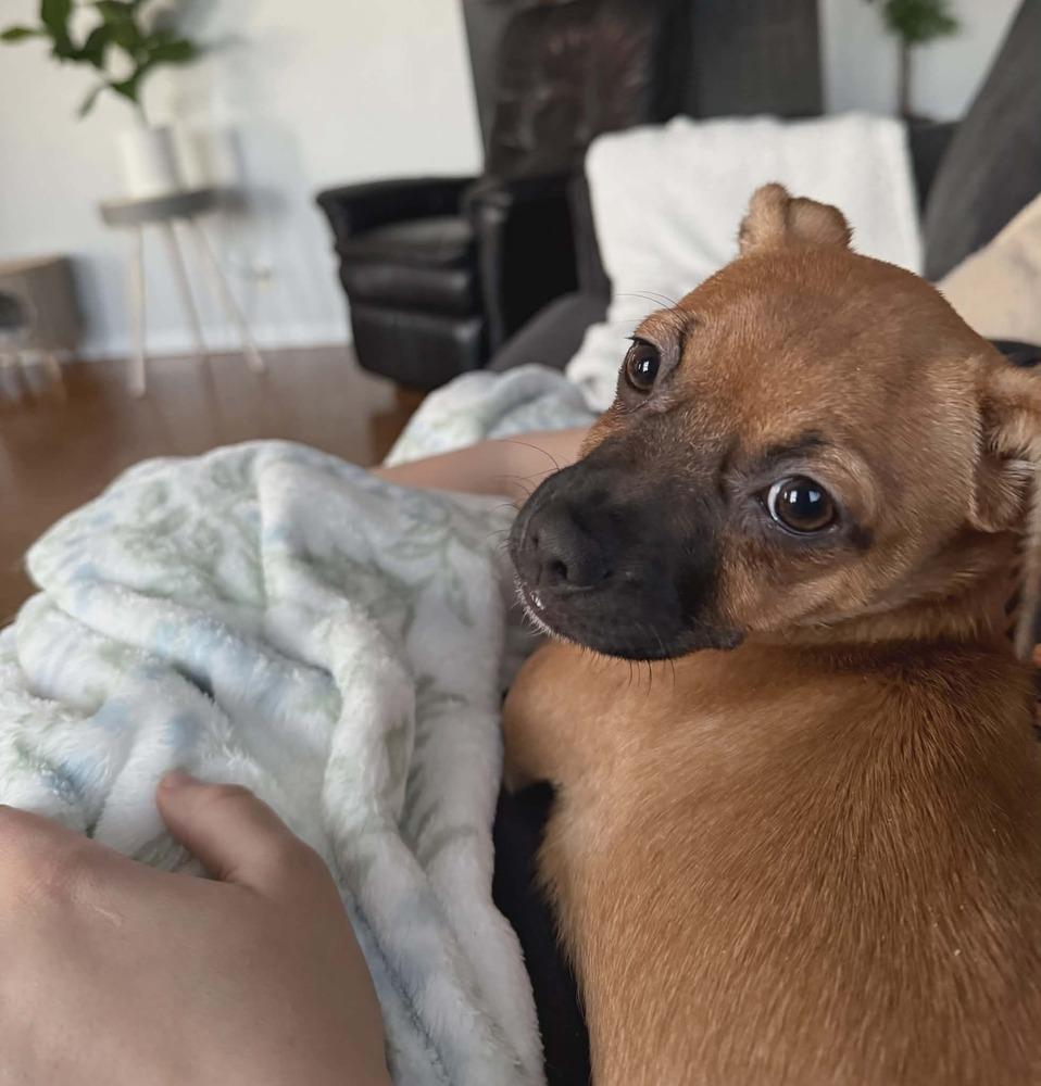 Enlarge Lauren, a Adoptable mixed breed in Plymouth, MN image 3/5