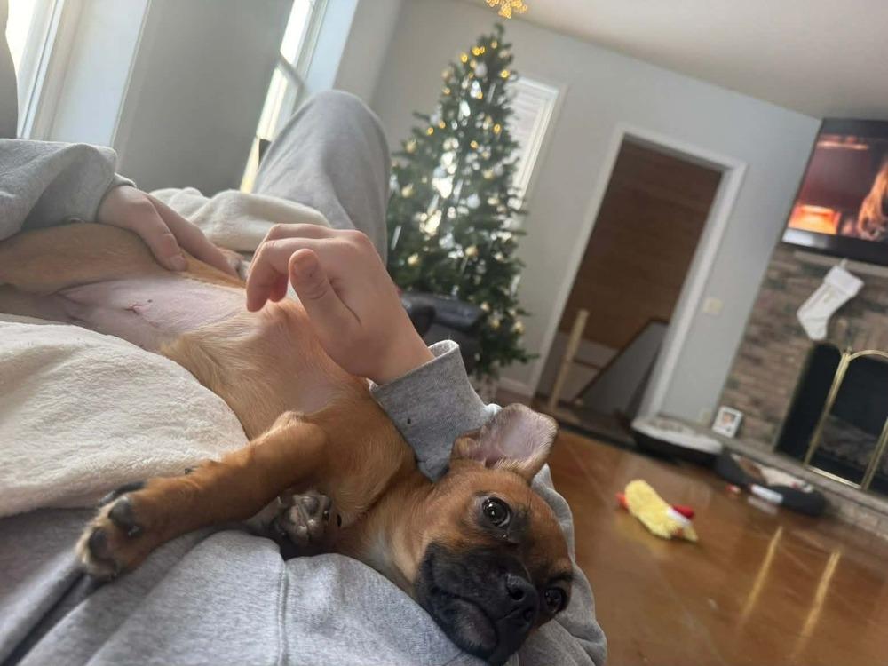 Enlarge Lauren, a Adoptable mixed breed in Plymouth, MN image 4/5