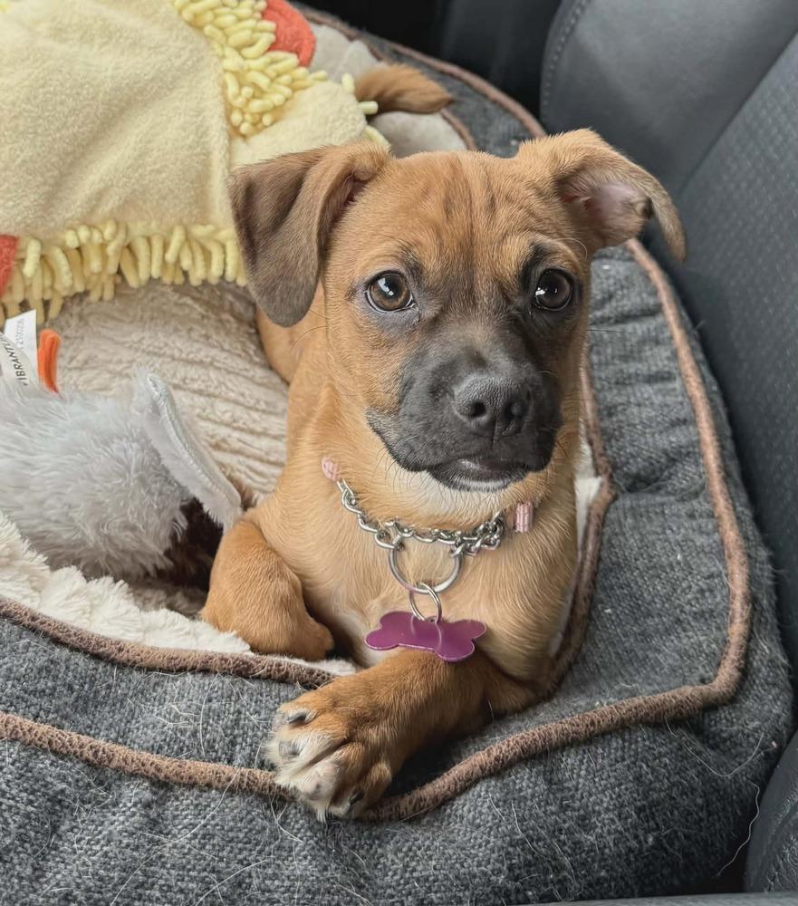 Enlarge Lauren, a Adoptable mixed breed in Plymouth, MN image 5/5