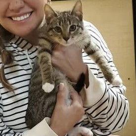 Milton, Adopted, Kitten Male Tabby.