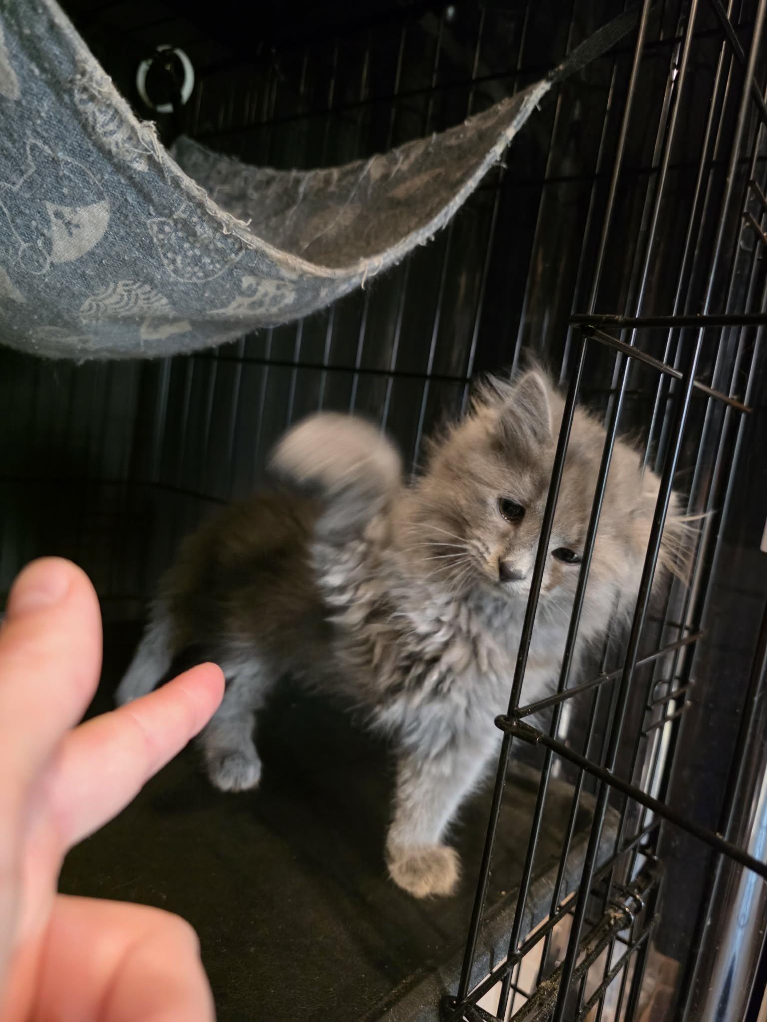 Dunkin Munchkin, an adopted mixed breed in Knox, PA image 6/6